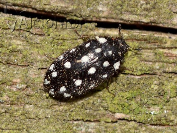 Attagenus punctatus