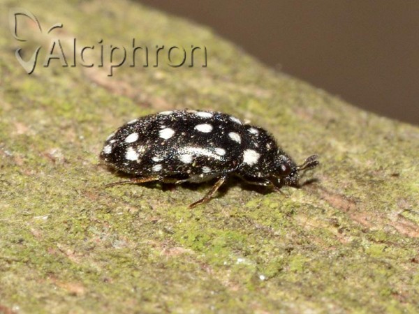 Attagenus punctatus