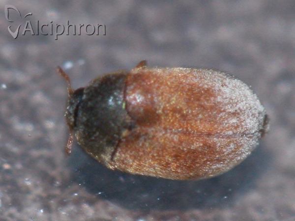 Attagenus smirnovi