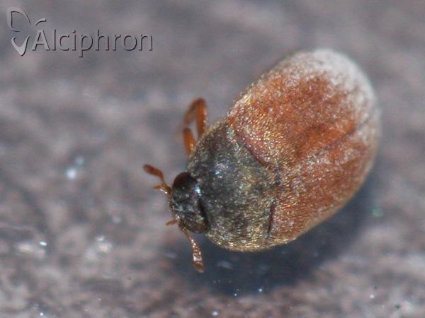 Attagenus smirnovi