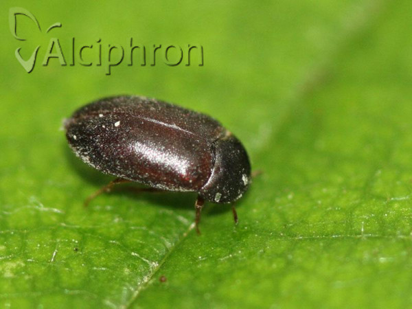 Attagenus unicolor