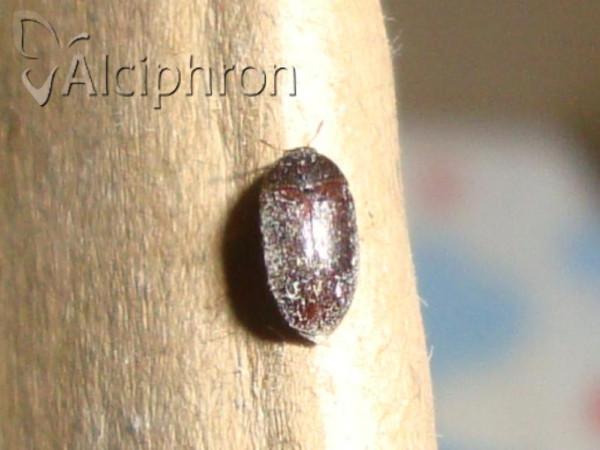 Attagenus unicolor