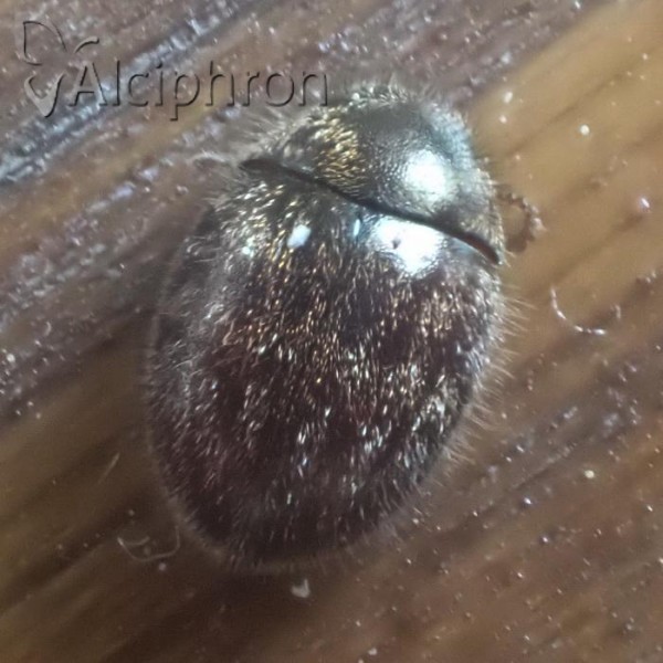 Trinodes hirtus