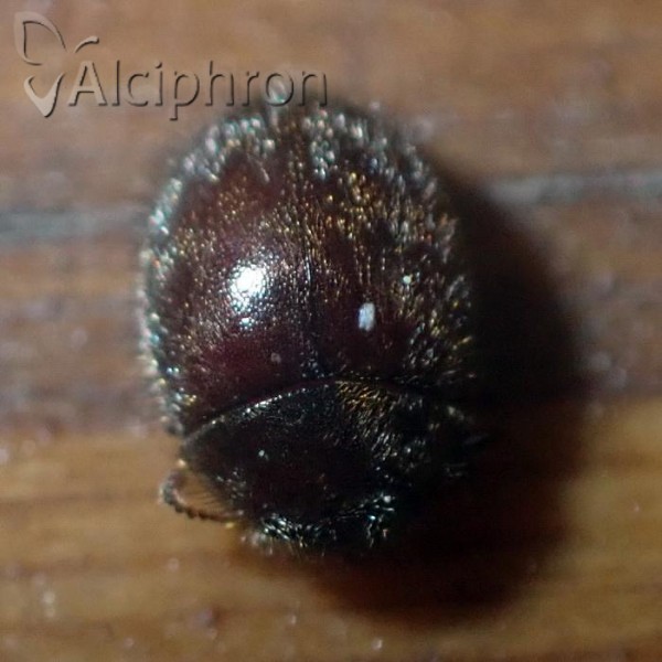 Trinodes hirtus