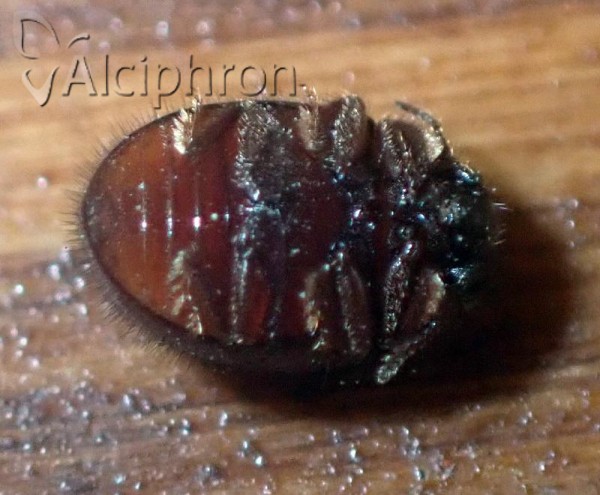 Trinodes hirtus
