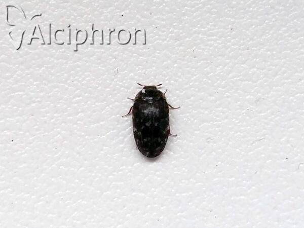 Trogoderma glabrum