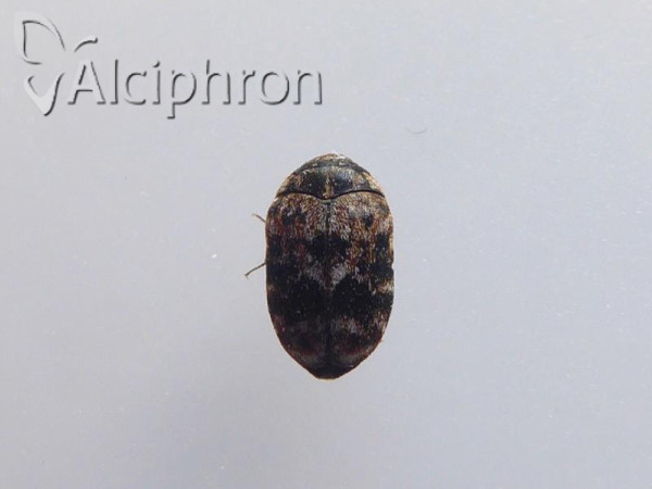 Trogoderma versicolor