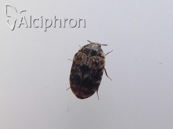 Trogoderma versicolor