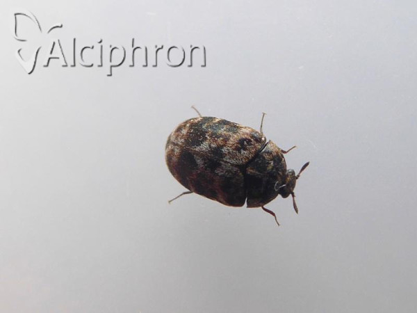 Trogoderma versicolor