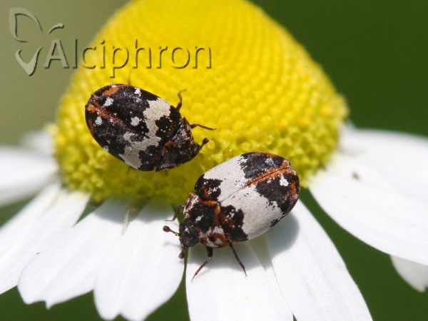 Anthrenus querneri