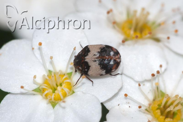 Anthrenus querneri