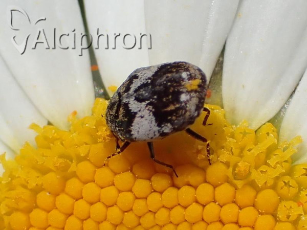 Anthrenus corona