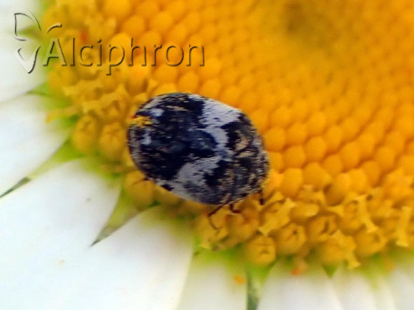 Anthrenus corona