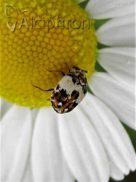 Anthrenus isabellinus