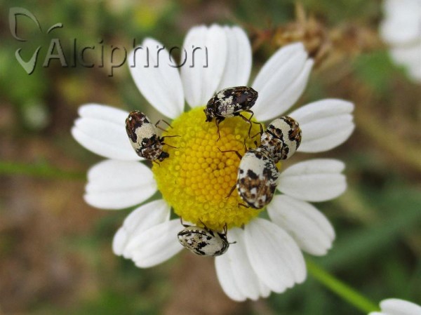 Anthrenus isabellinus