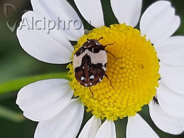 Anthrenus isabellinus