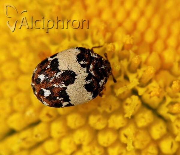Anthrenus isabellinus