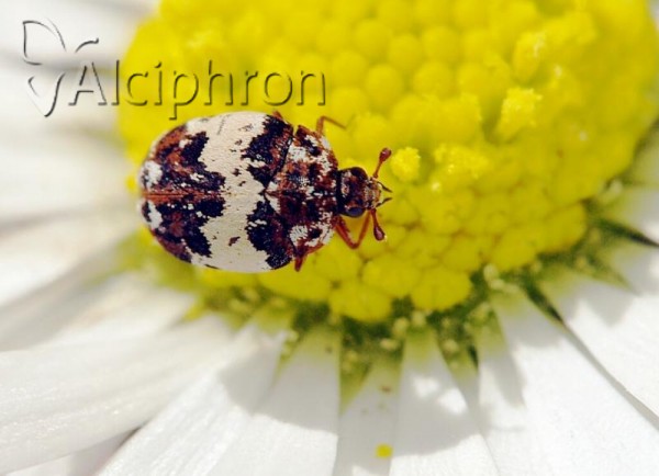 Anthrenus isabellinus