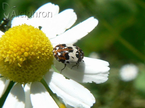 Anthrenus isabellinus