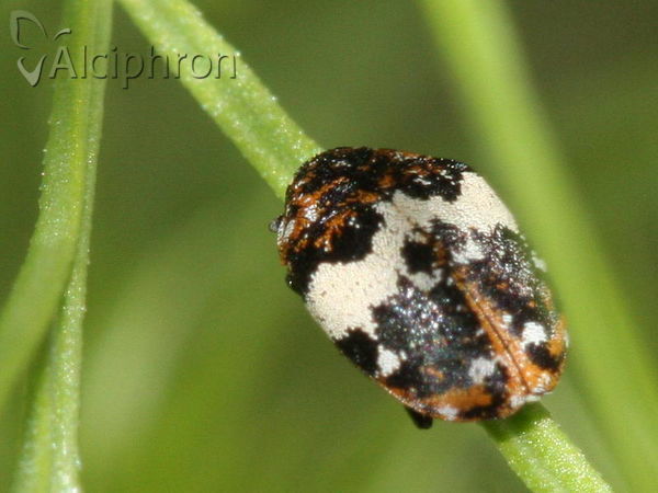 Anthrenus pimpinellae