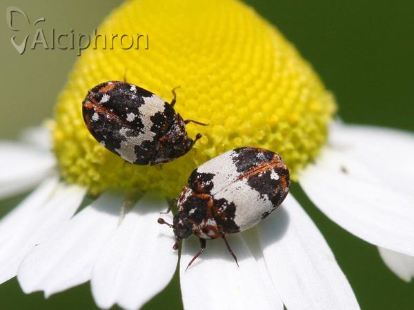 Anthrenus pimpinellae