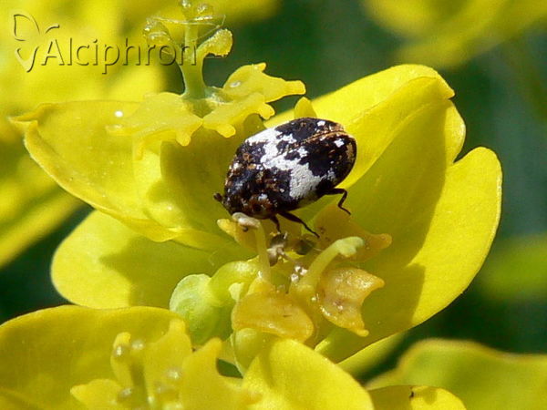 Anthrenus pimpinellae