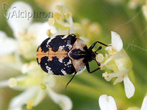 Anthrenus scrophulariae