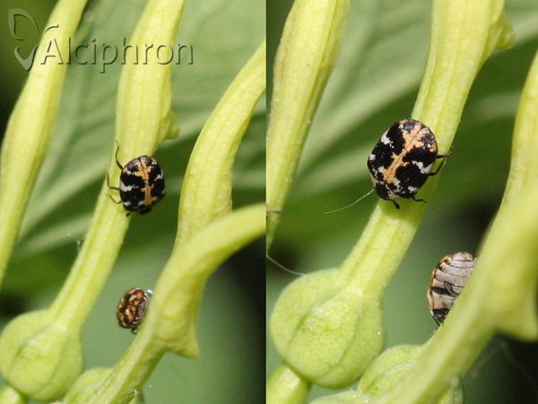 Anthrenus scrophulariae