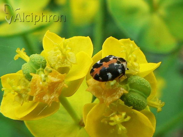 Anthrenus scrophulariae