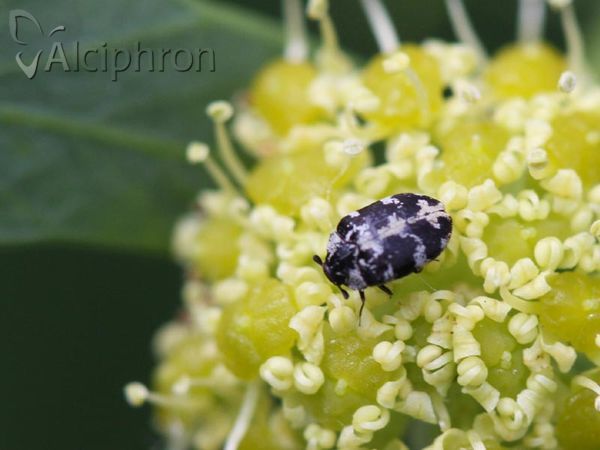 Anthrenus scrophulariae