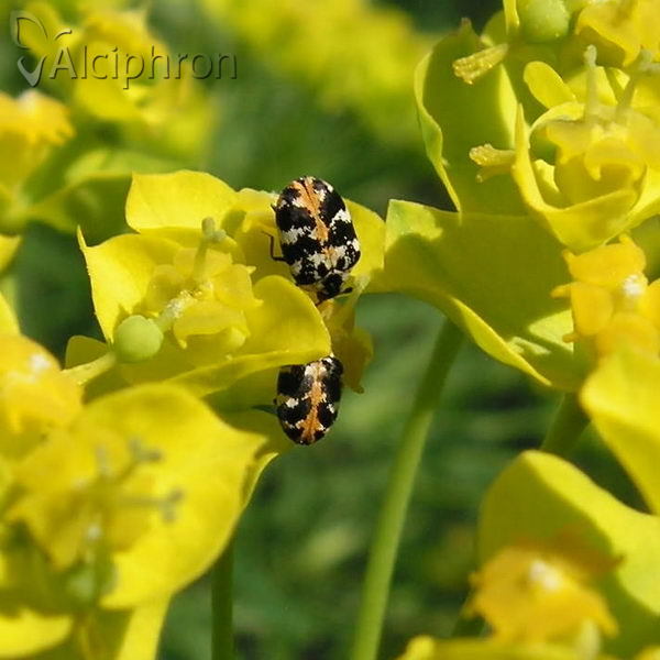 Anthrenus scrophulariae