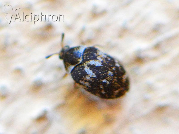 Anthrenus polonicus