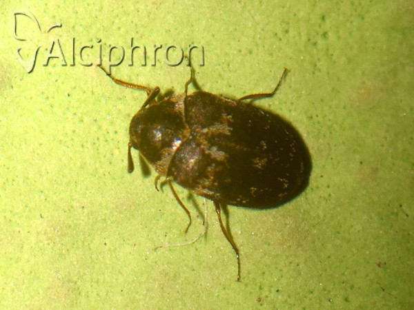 Anthrenus polonicus