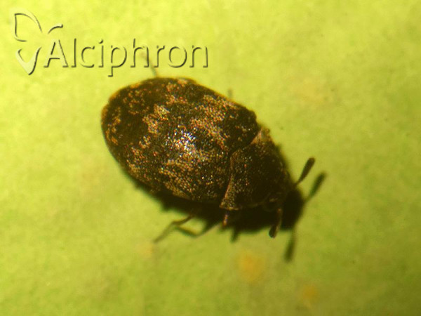 Anthrenus polonicus
