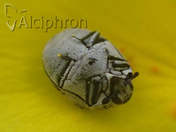 Anthrenus signatus