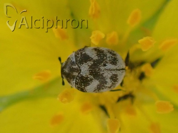 Anthrenus signatus