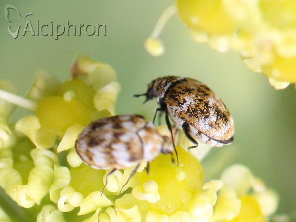 Anthrenus verbasci