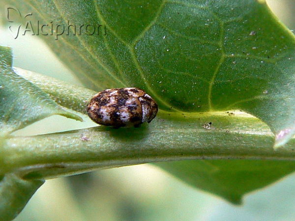 Anthrenus verbasci