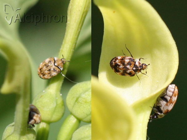 Anthrenus verbasci