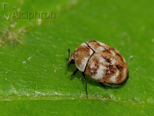 Anthrenus verbasci