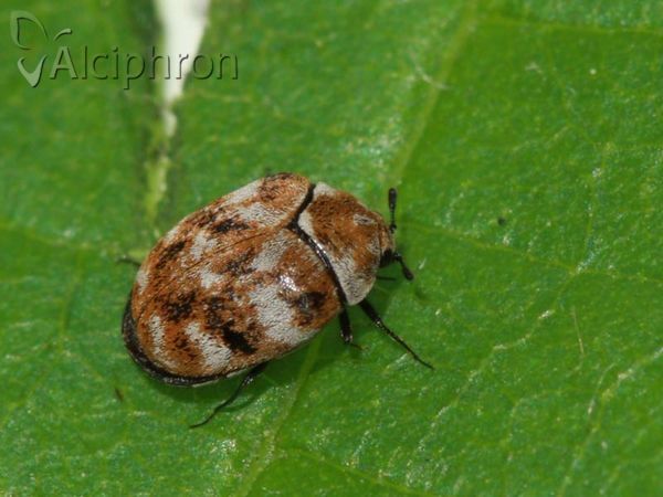 Anthrenus verbasci