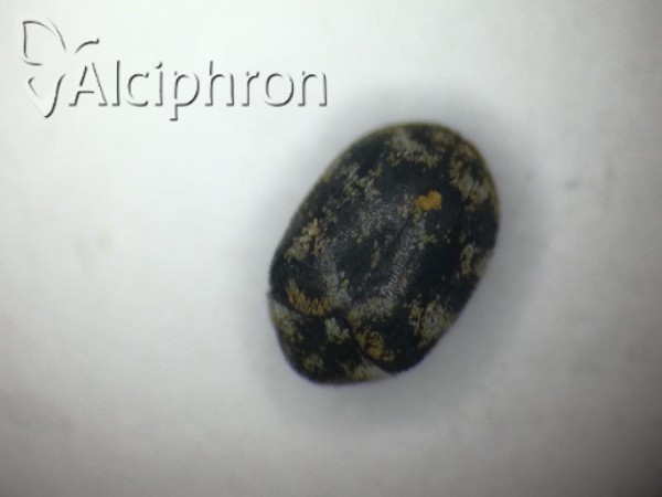 Anthrenus verbasci