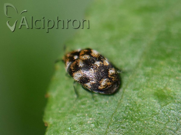 Anthrenus verbasci