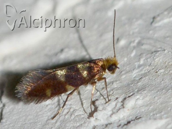 Micropterix allionella