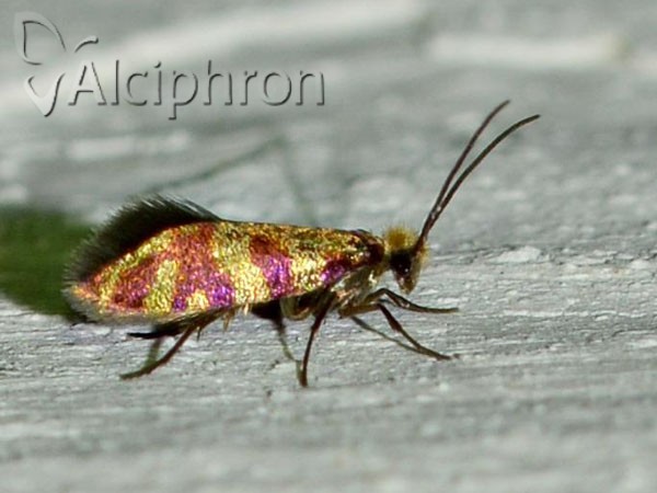 Micropterix tunbergella