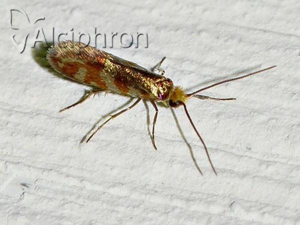 Micropterix tunbergella