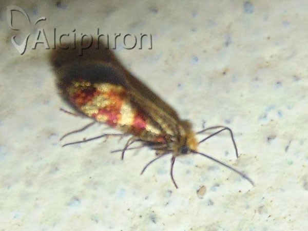 Micropterix tunbergella