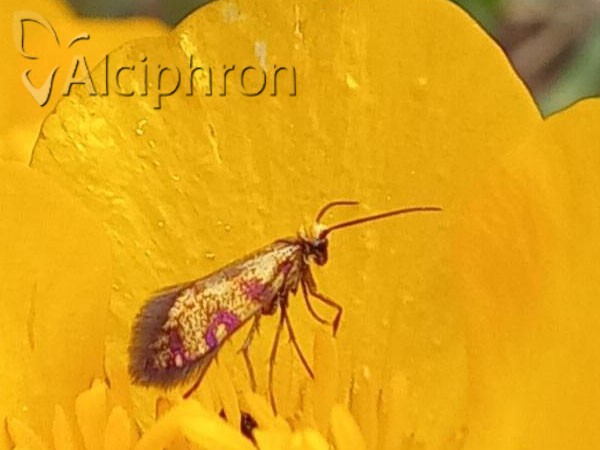 Micropterix tunbergella