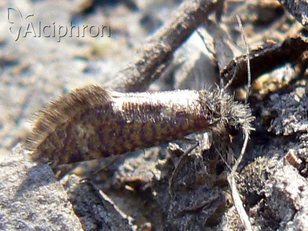 Dyseriocrania subpurpurella