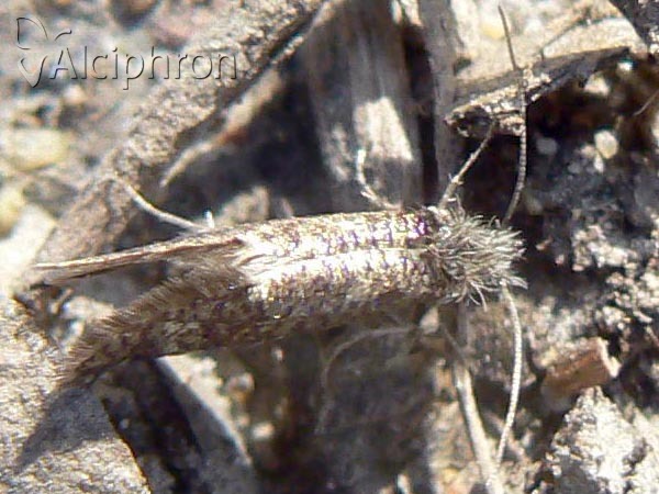 Dyseriocrania subpurpurella